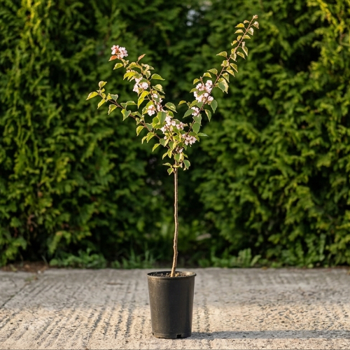 Абрикос Водолей купить