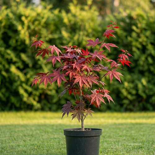 Клен красный  купить