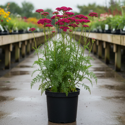 Тысячелистник обыкновенный Summerwine купить