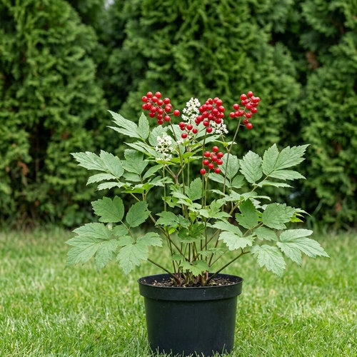 Воронец красный купить