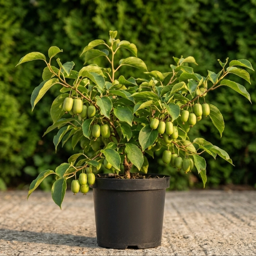 Актинидия острая купить