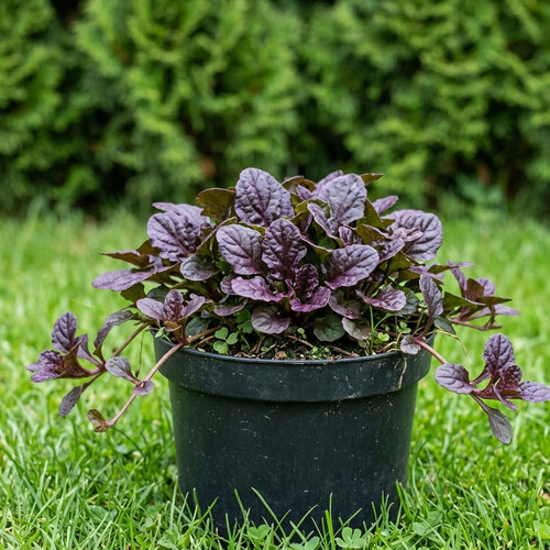 Живучка ползучая Блэк Скэллоп купить