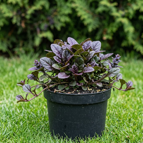 Живучка ползучая Эди купить