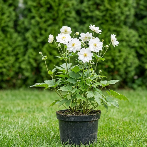 Ветреница гибридная Вёлвинд купить