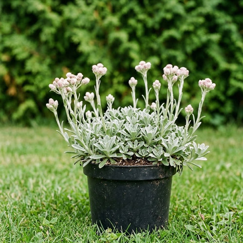 Антеннария двудомная купить