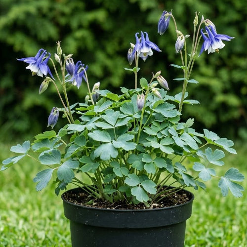 Аквилегия вееровидная Министар купить