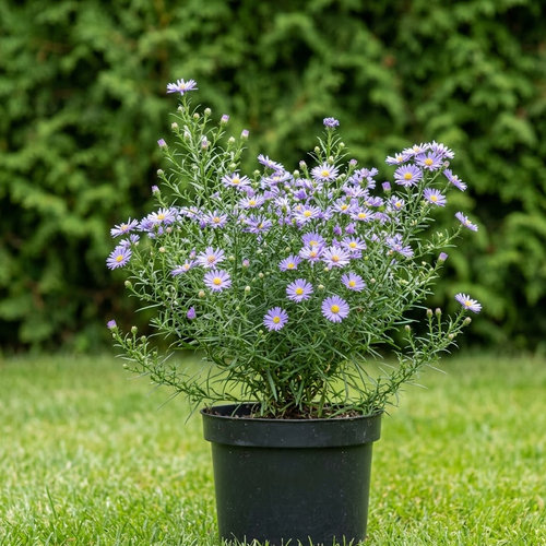 Астра вересковая Блю Слоу купить