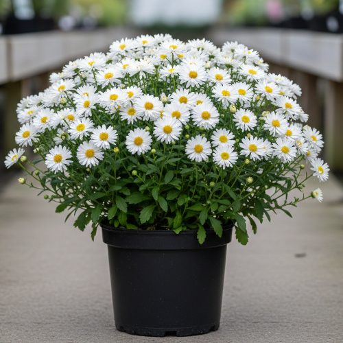 Астра новобельгийская Белые Леди купить