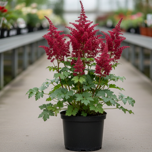 Астильба Арендса Фанал купить