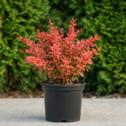 Барбарис Тунберга Корал купить