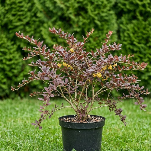 Барбарис обыкновенный Атропурпурея купить