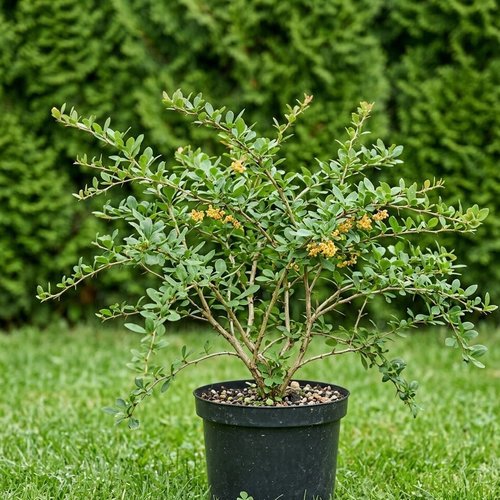 Барбарис Вильсона купить