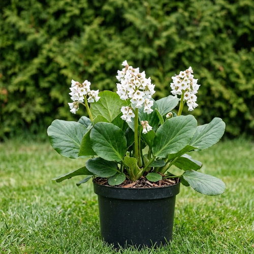 Бадан сердцелистный Вайт купить