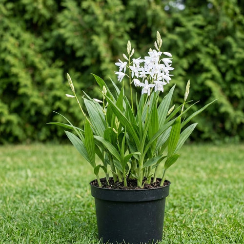 Блетилла полосатая Alba купить