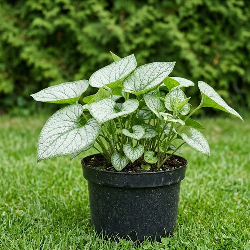 Бруннера крупнолистная Сильвер Вингс купить