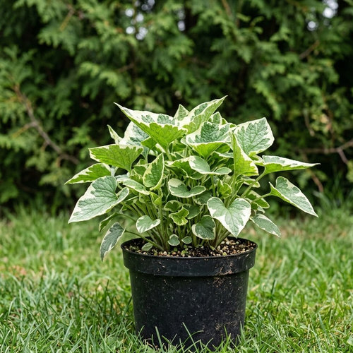 Бруннера крупнолистная Вариегата купить