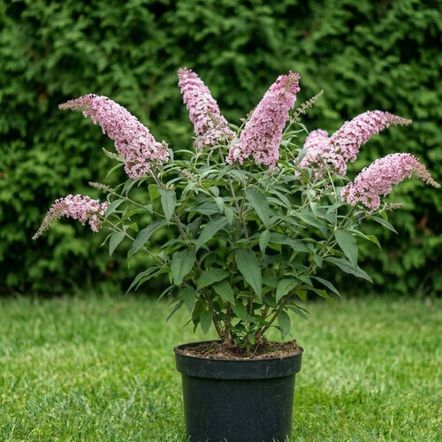 Буддлея Давида Розовый Восторг купить