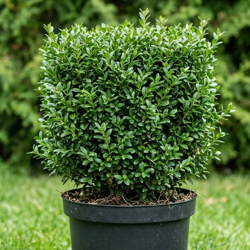 Самшит вечнозелёный (куб) купить