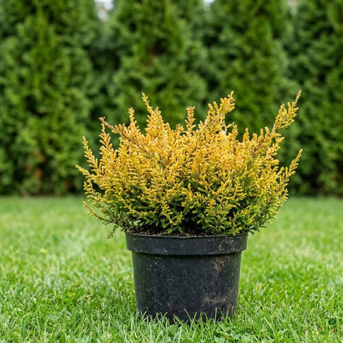 Вереск обыкновенный Голден Вундер купить