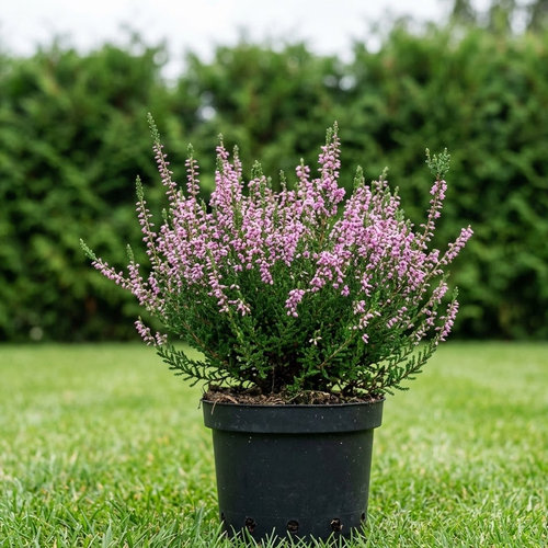 Вереск обыкновенный Раднор купить