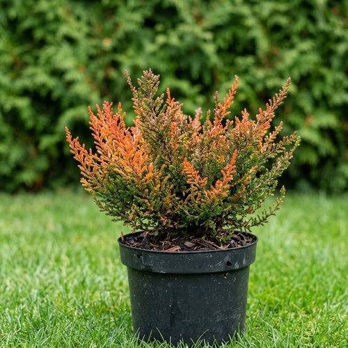 Вереск обыкновенный Висквар Флейм купить