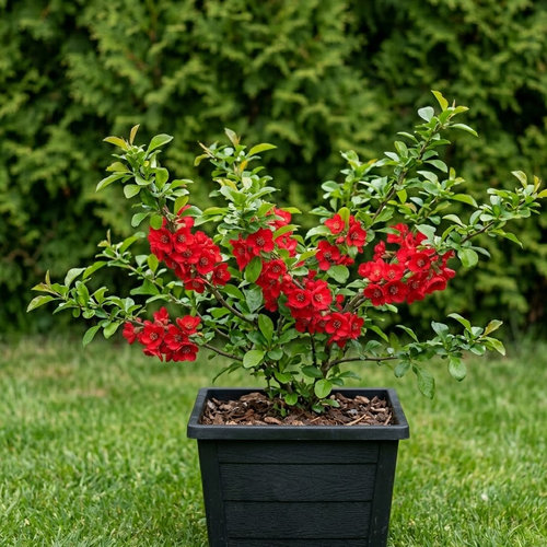 Айва прекрасная Рубра купить