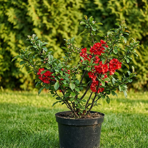 Айва средняя Кримсон анд Голд купить