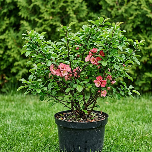 Айва средняя Пинк Лэди купить