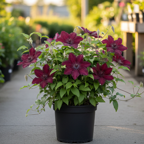 Клематис Аллана купить