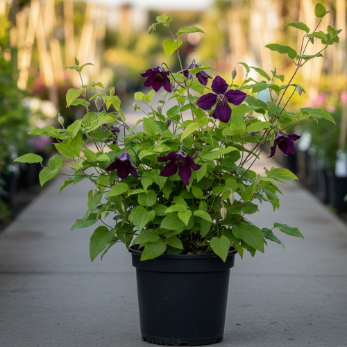 Клематис Витицелла Дак Айз купить