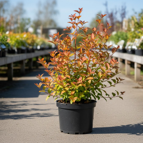 Дерен красный Эннис Винтер Оранж купить