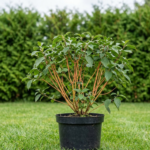 Дерен красный Винте Бьюти купить