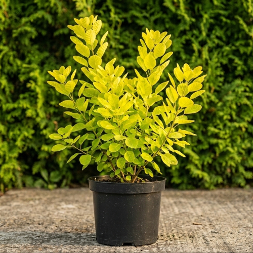 Скумпия кожевенная Голден Спирит купить