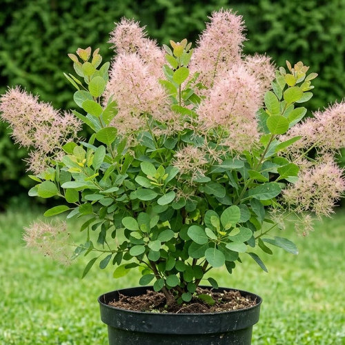 Скумпия кожевенная Янг Леди купить