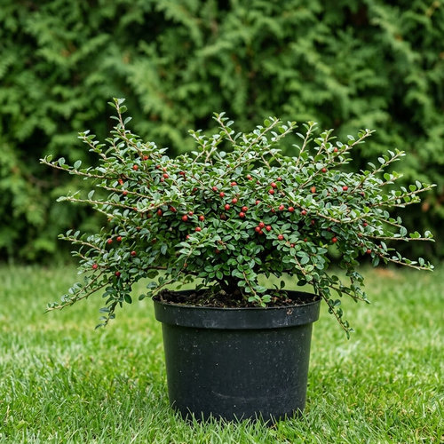 Кизильник горизонтальный  купить