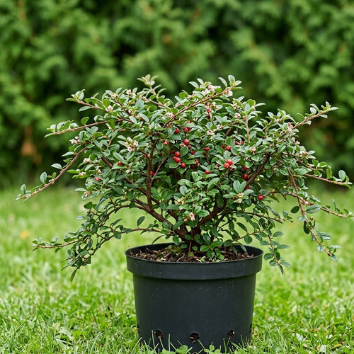 Кизильник гибридный Симонса купить