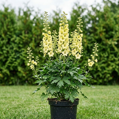 Дельфиниум Белладонна Еллоу Перл купить