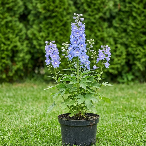 Дельфиниум культурный Летнее небо купить