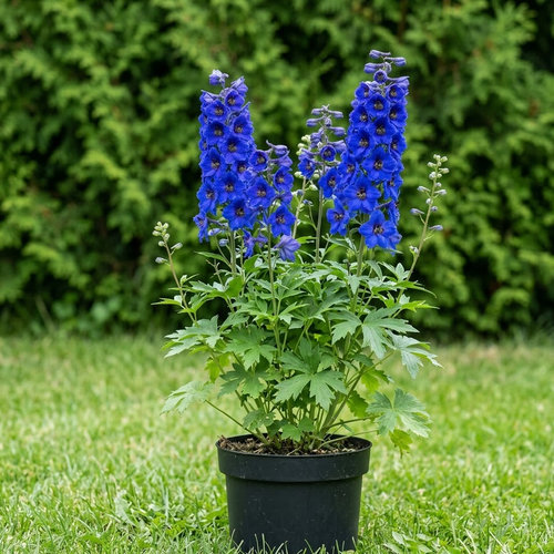Дельфиниум культурный Король Артур купить