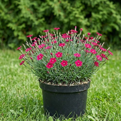 Гвоздика дельтовидная Брилиант купить