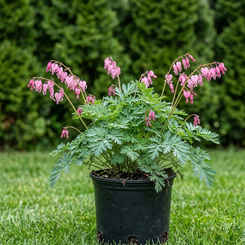 Дицентра исключительная  купить