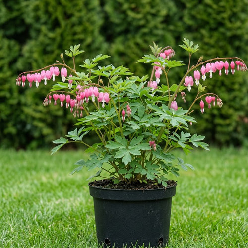 Дицентра великолепная  купить