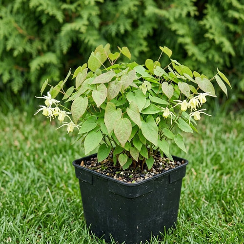 Горянка крупноцветковая купить