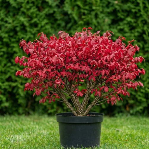 Бересклет крылатый купить