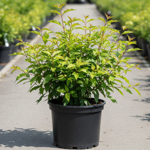 Бересклет европейский купить