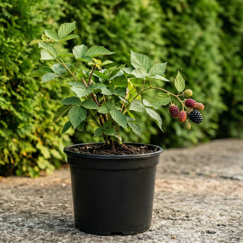 Ежевика Блэк Джем ремонтантная купить