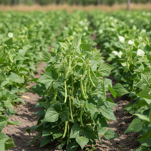 Фасоль Бона купить