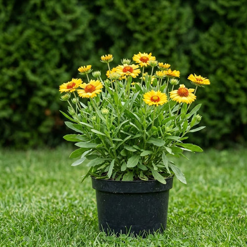 Гайллардия Галло Еллоу купить