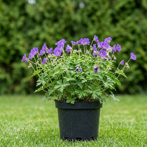 Герань Кларка Кашмир Перпл купить