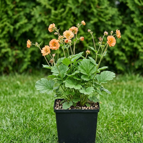 Гравилат Май Тай купить